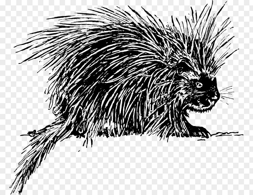 Hedgehog Porcupine Rodent Clip Art PNG