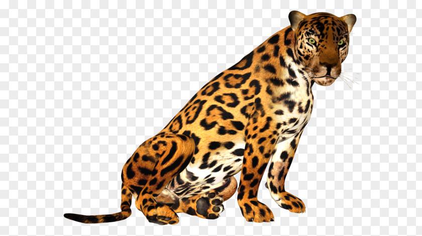 Leopard Tiger Cheetah Jaguar PNG