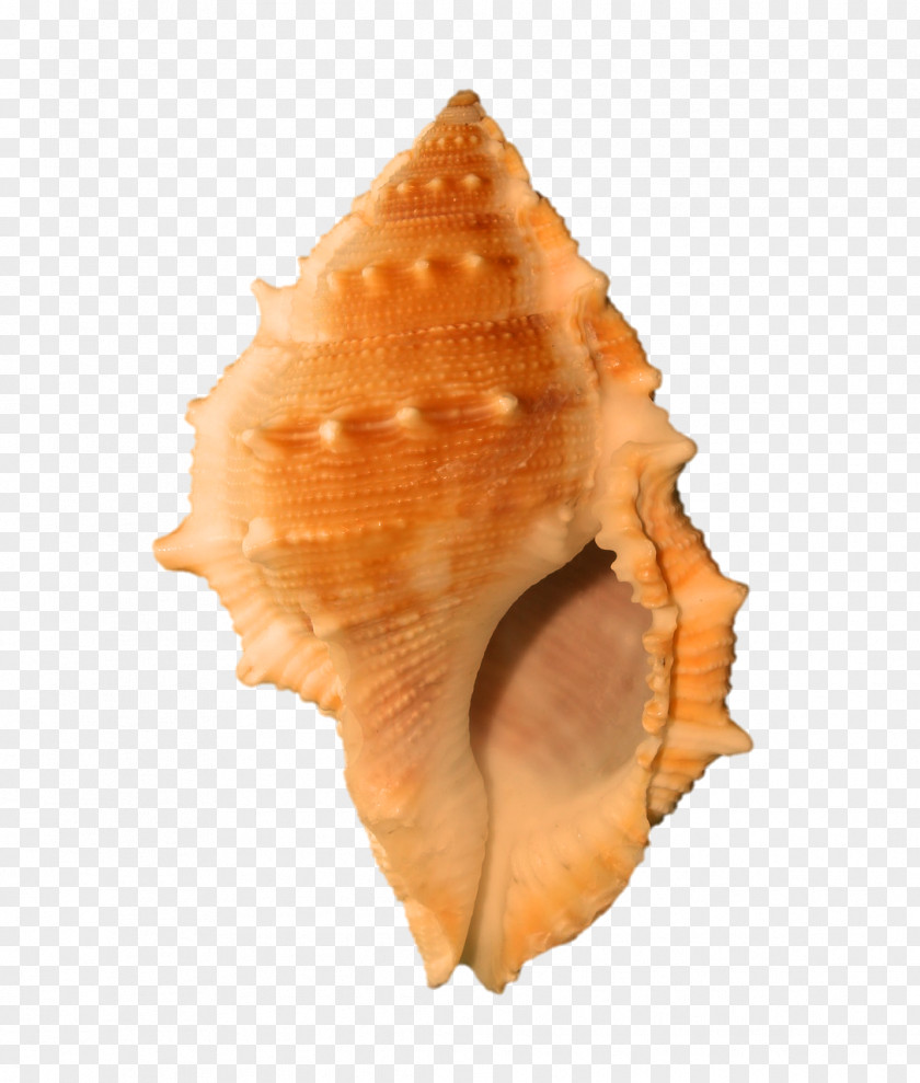 Seashell Molluscs Conch PNG