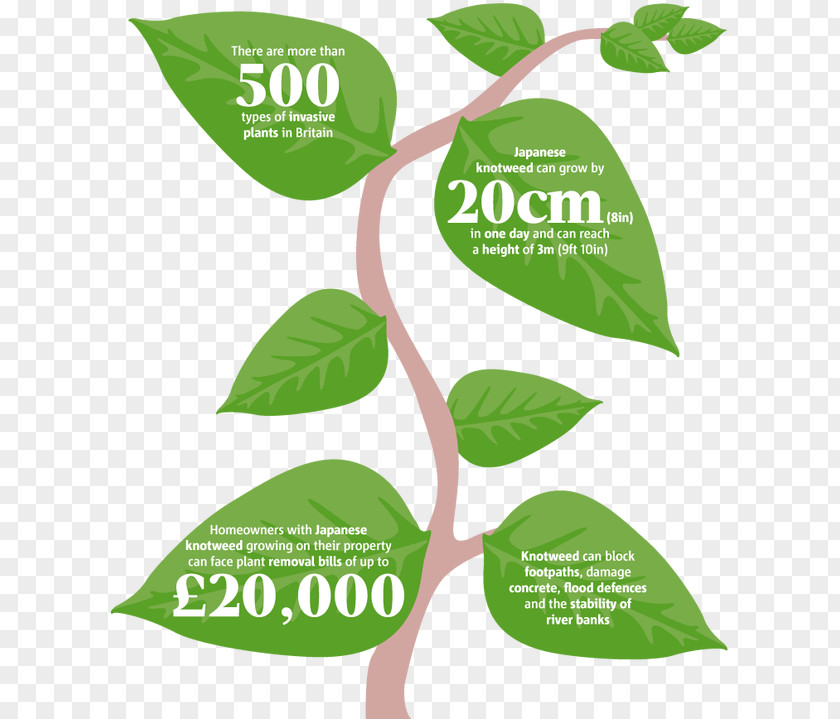 Parts Of Plants Invasive Species Fallopia Japonica Himalayan Balsam Plant Evolution PNG