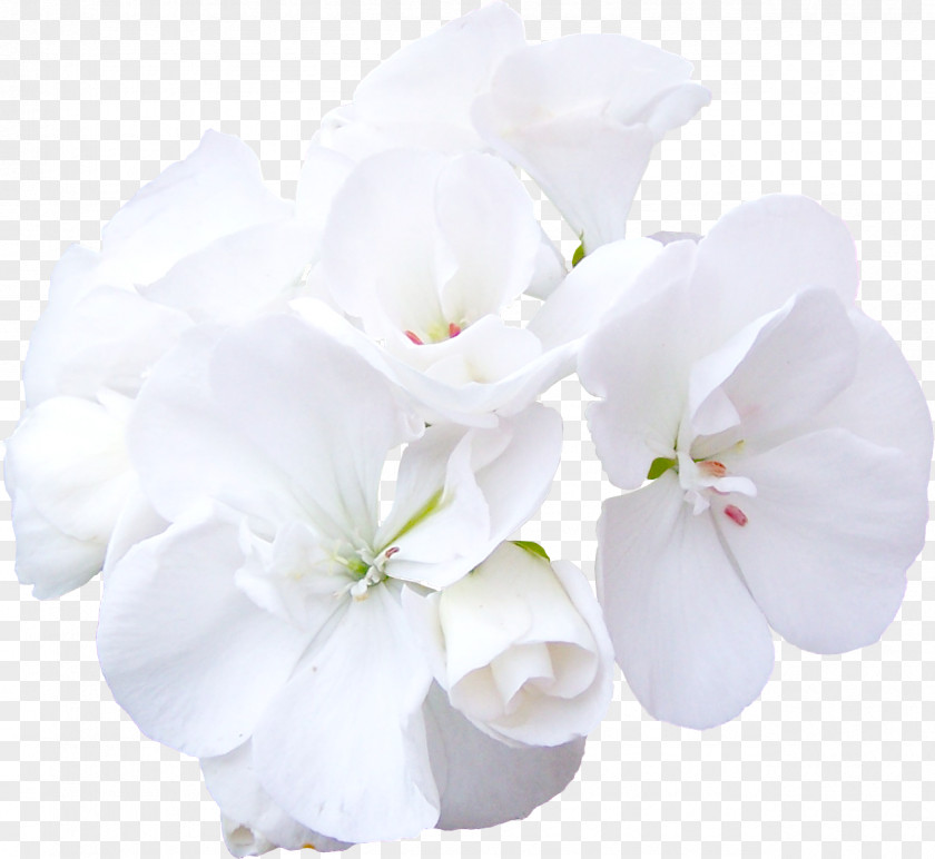 White Flower Cut Flowers Rose PNG