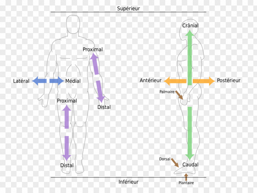 Anatomical Human Anatomy Terms Of Location Body Plane PNG