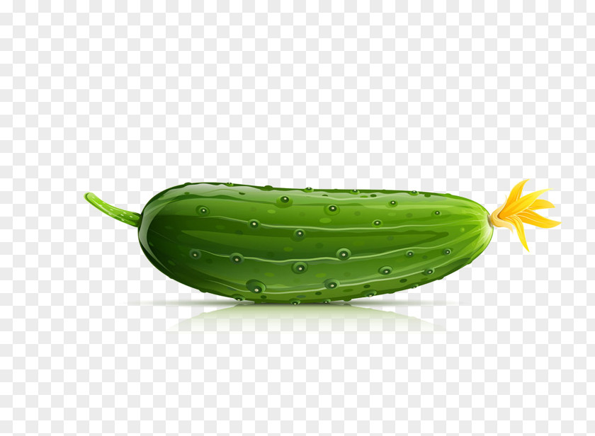 Cucumber Material Drawing Illustration PNG