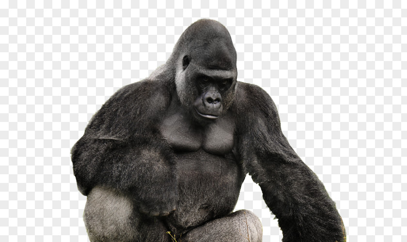 Gorrilla Western Gorilla PhotoScape Animal GIMP PNG