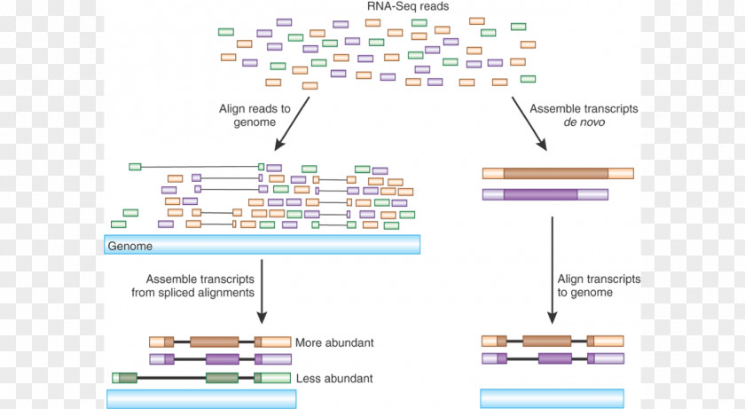 Heatmap Rna-seq RNA-Seq Sequencing Transcriptome Gene Expression PNG