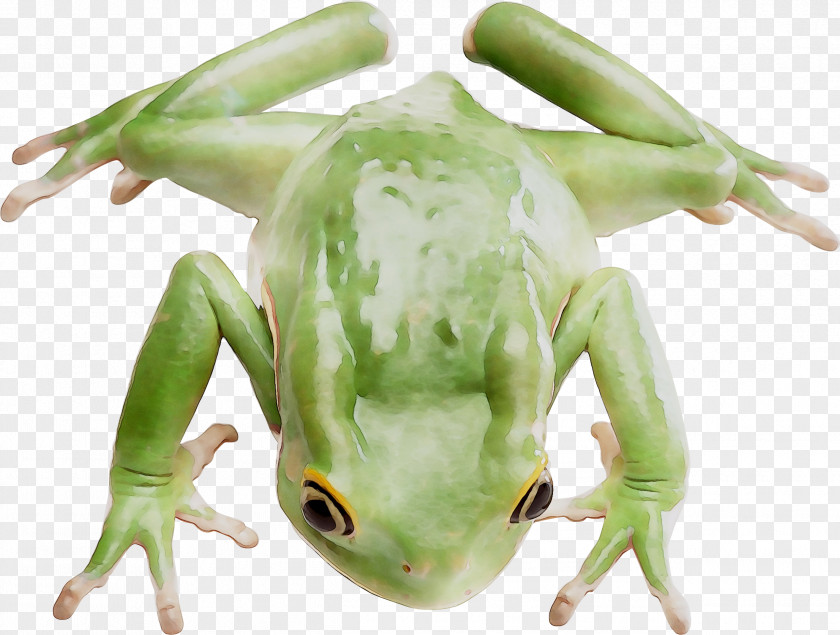 Tree Frog True Toad PNG
