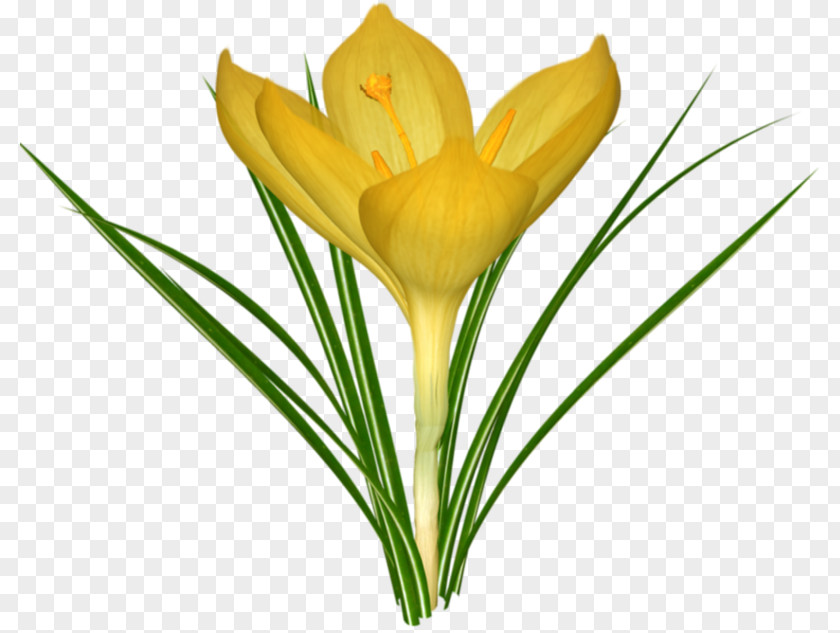 Blooming Crocus Saffron Flower PNG