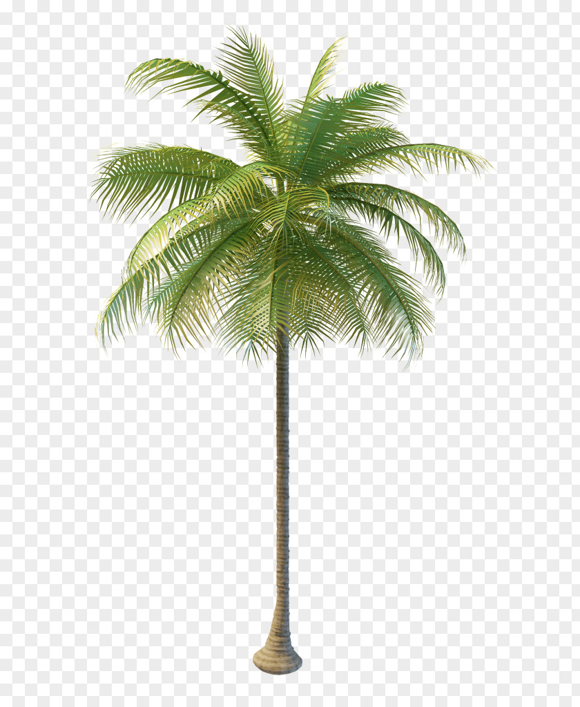 Coconut Hyophorbe Lagenicaulis Wodyetia Sabal Palm Tree PNG
