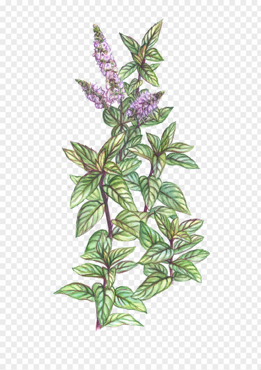 Pepermint Peppermint Mentha Spicata Plant Herb Drawing PNG