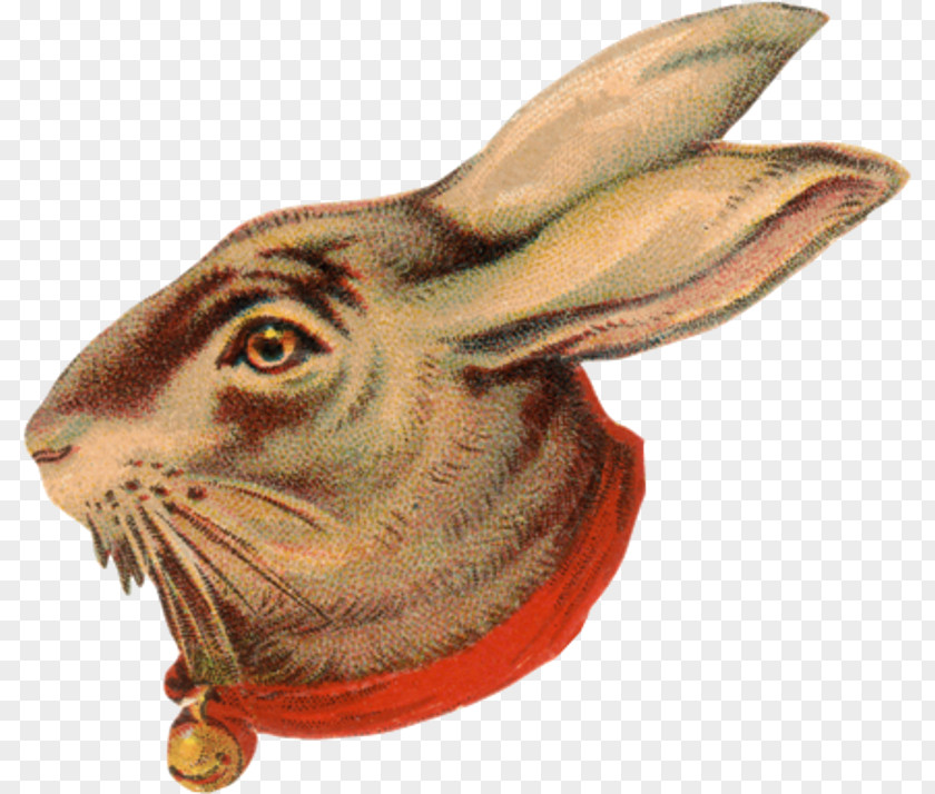 Rabbit Domestic Hare Wildlife Fauna PNG