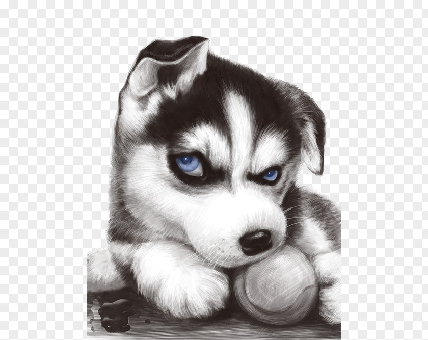 Blue-eyed Husky Siberian T-shirt Puppy JD.com Taobao PNG