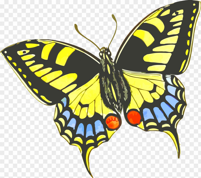 Butterfly Gardening Insect Clip Art PNG