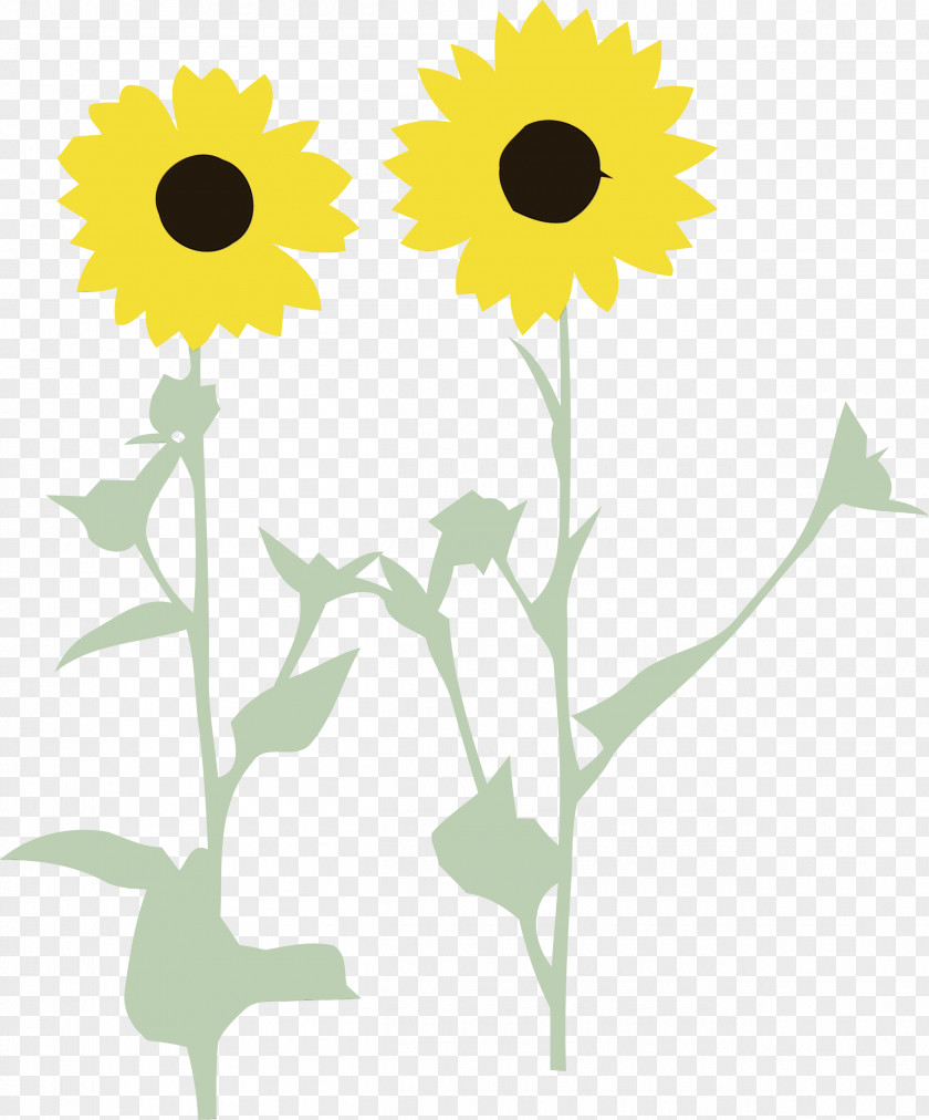 Floral Design PNG