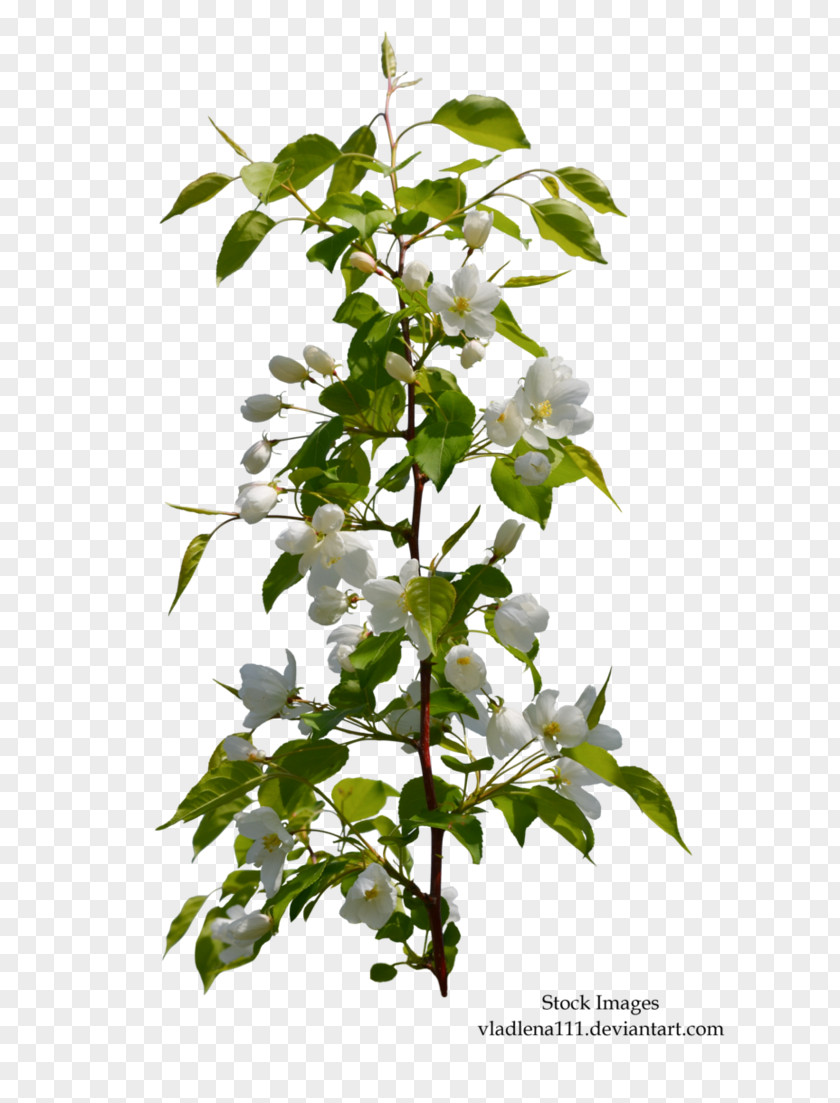 Flowering Branch DeviantArt Stock Photography PNG