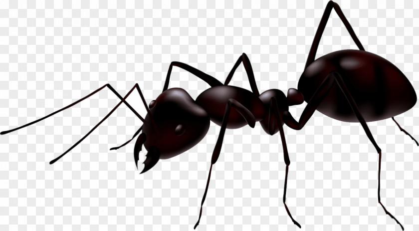 Insect Ant Vector Graphics Clip Art Royalty-free PNG