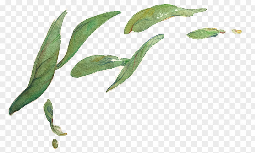 Leaves Tea Green Clip Art Bubble Plant PNG