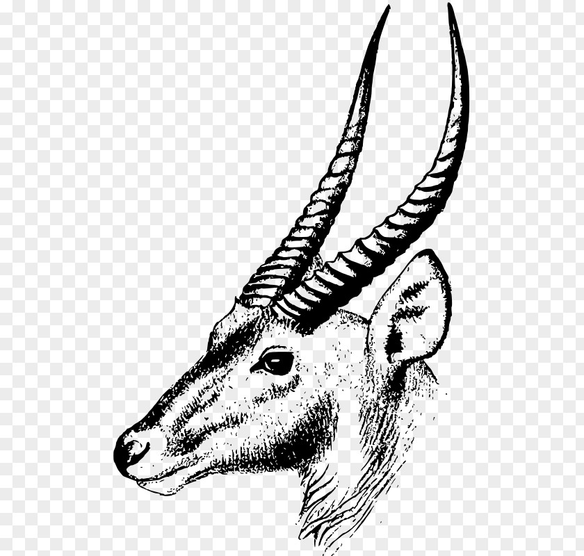 Love Sign Antelope Oryx Impala Clip Art PNG