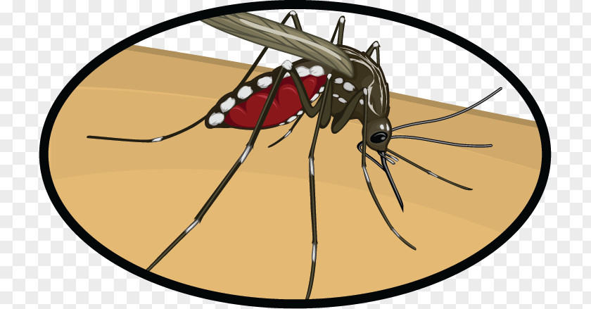 Mosquito Clip Art Zika Virus Insect Fever PNG