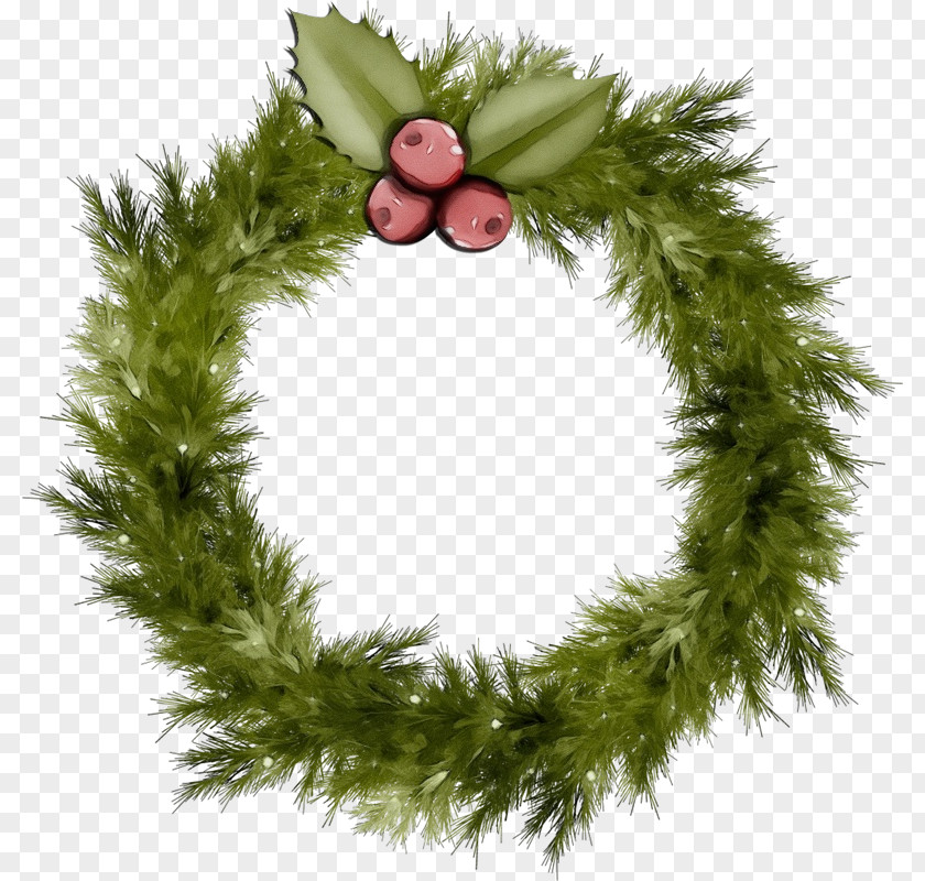 Pine Family Conifer Christmas Decoration PNG