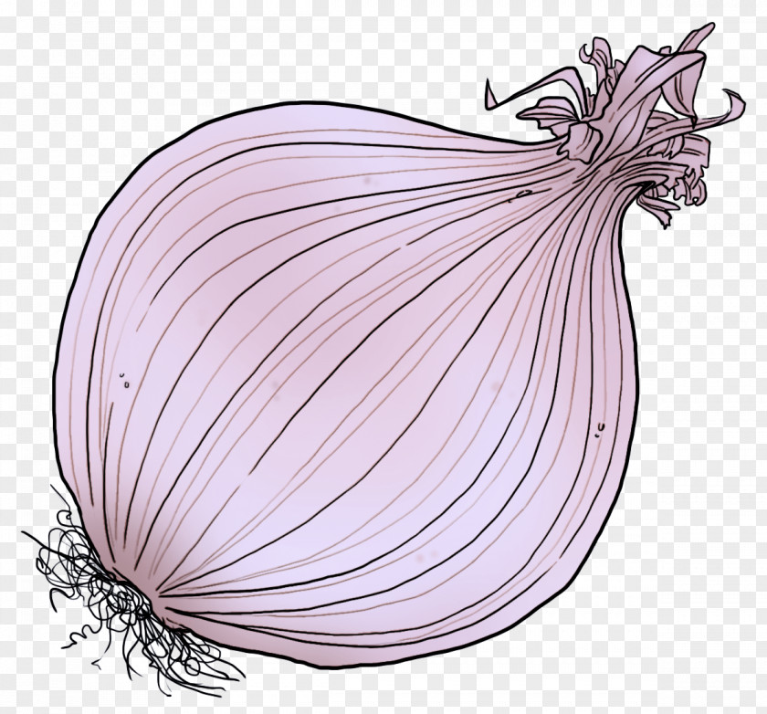 Shallot Onion Vegetable Red Plant PNG