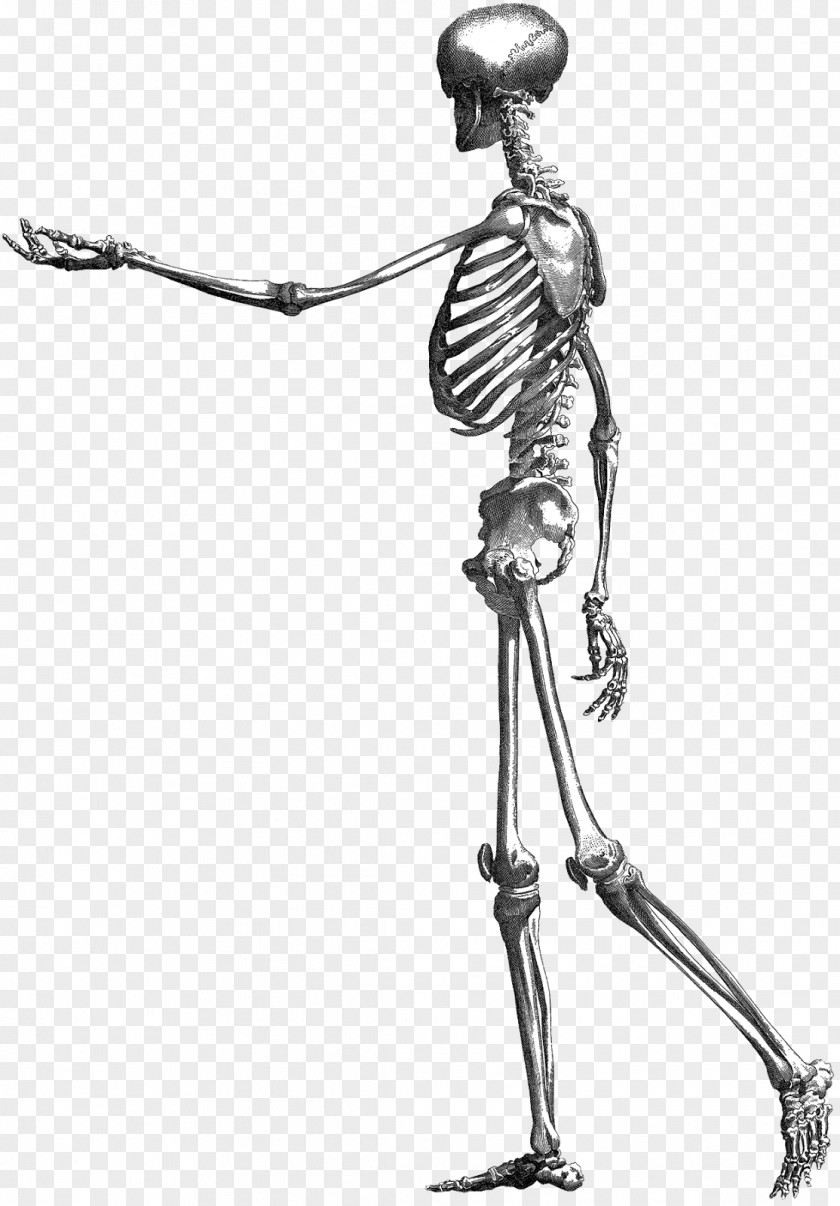 Skeleton Drawing Photography Book Illustration PNG