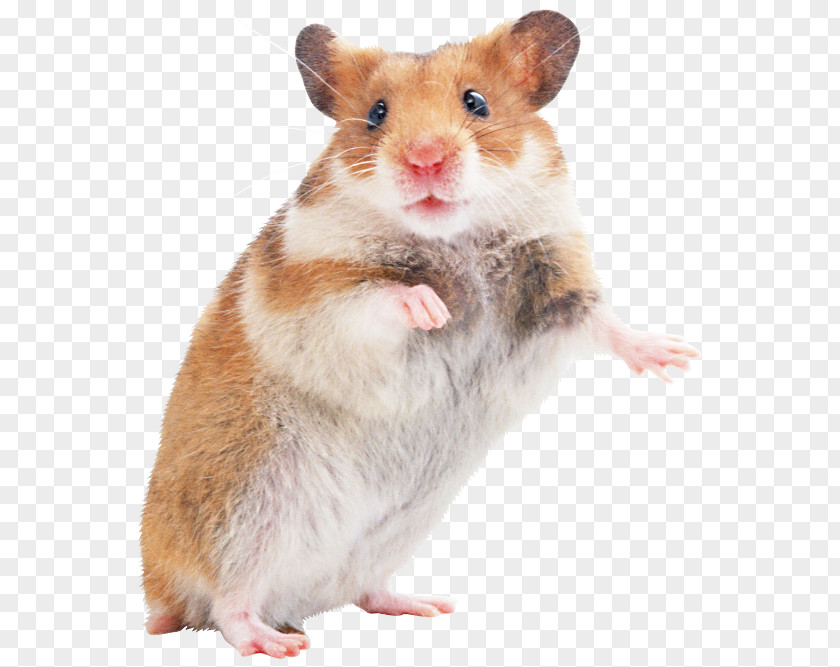 Mouse Golden Hamster Gerbil Care PNG