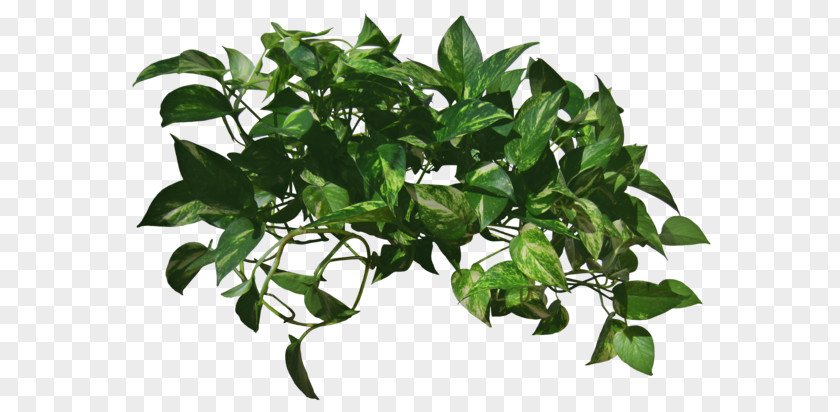Plant Vine Devil's Ivy PNG
