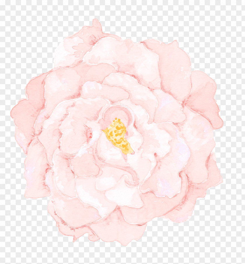 Rose Order Flowering Plant Flowers Background PNG