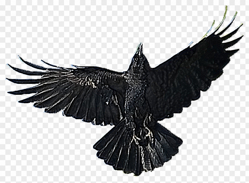 Write American Crow Bird Clip Art PNG