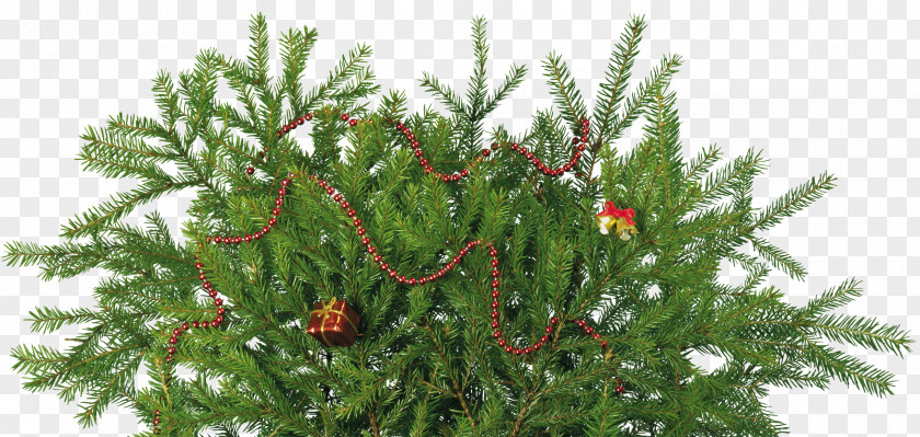 Christmas Tree Spruce Fir Day Stock Photography PNG