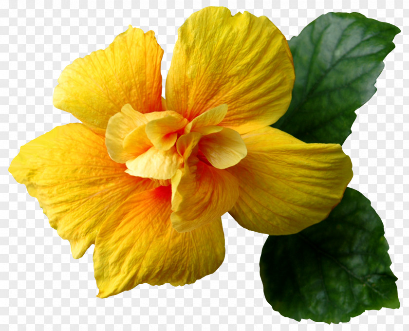 Mallow Family Chinese Hibiscus Flower Flowering Plant Petal Yellow Hawaiian PNG