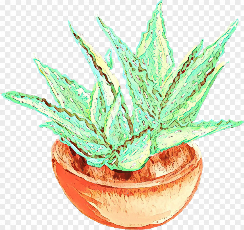 Perennial Plant Agave Aloe Vera Leaf PNG