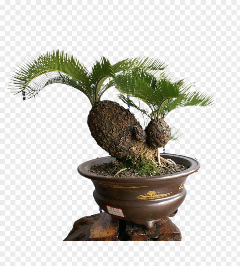 Potted Tree Sago Palm Bonsai Cycad Seed PNG