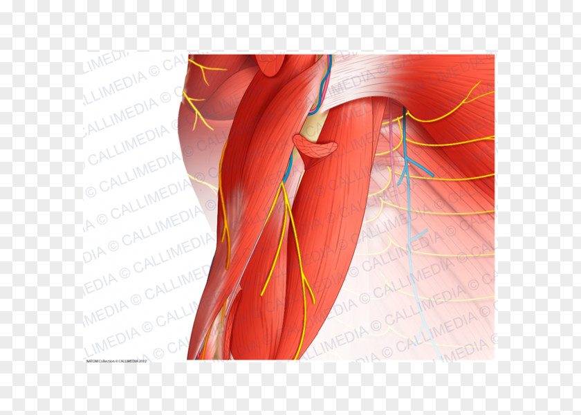 Arm Shoulder Muscle Elbow Anatomy PNG