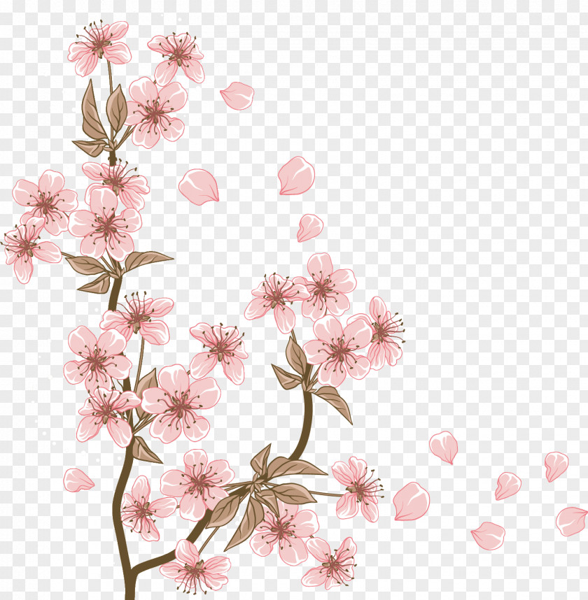 BLOSSOM Cherry Blossom Flower Cerasus PNG