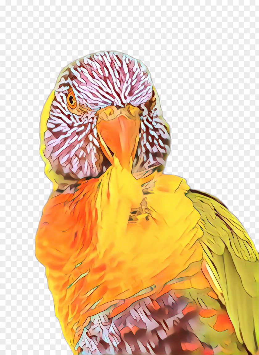 Macaw Budgie Orange PNG