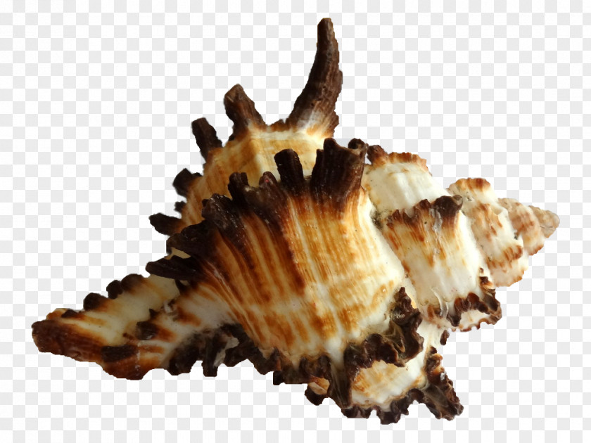 Mar Clam Cockle Seashell Sea Snail Caracola PNG
