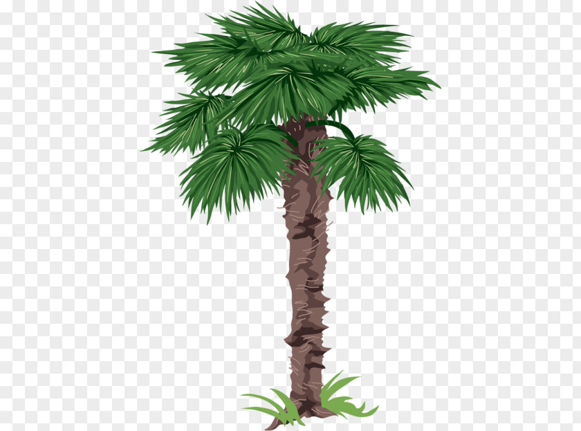 Tree Arecaceae Drawing Clip Art PNG