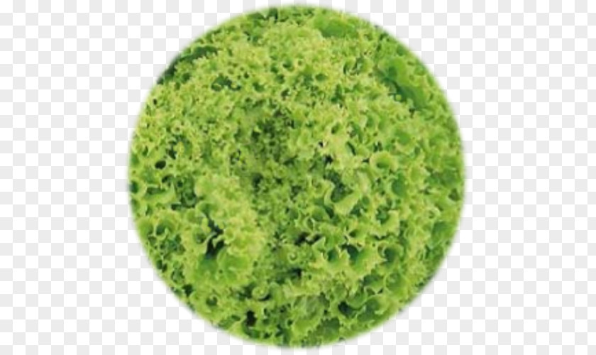 Vegetable Butterhead Lettuce Sowing Leaf Seed PNG