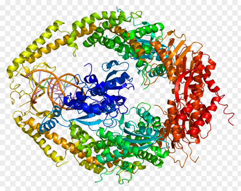 MSH2 MLH1 Protein MutS-1 DNA Mismatch Repair PNG