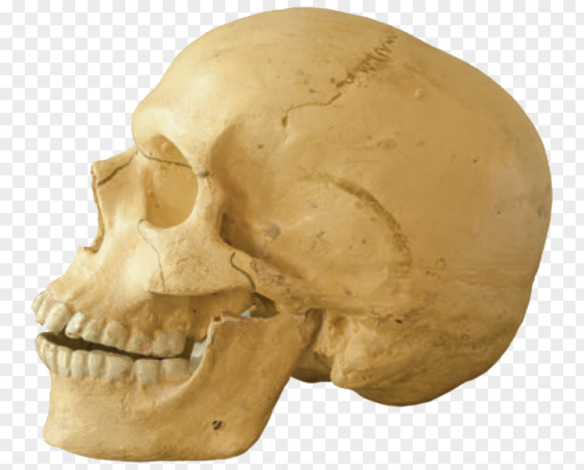 Skull Tautavel Man Jaw Homo Sapiens Human Tooth PNG