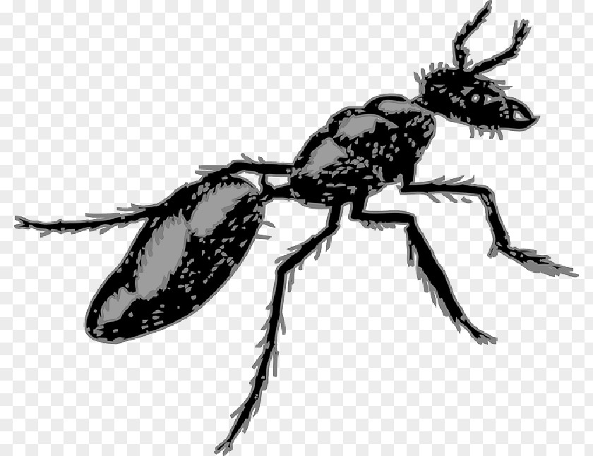 Ant Segmentation Clip Art Termite Pest PNG