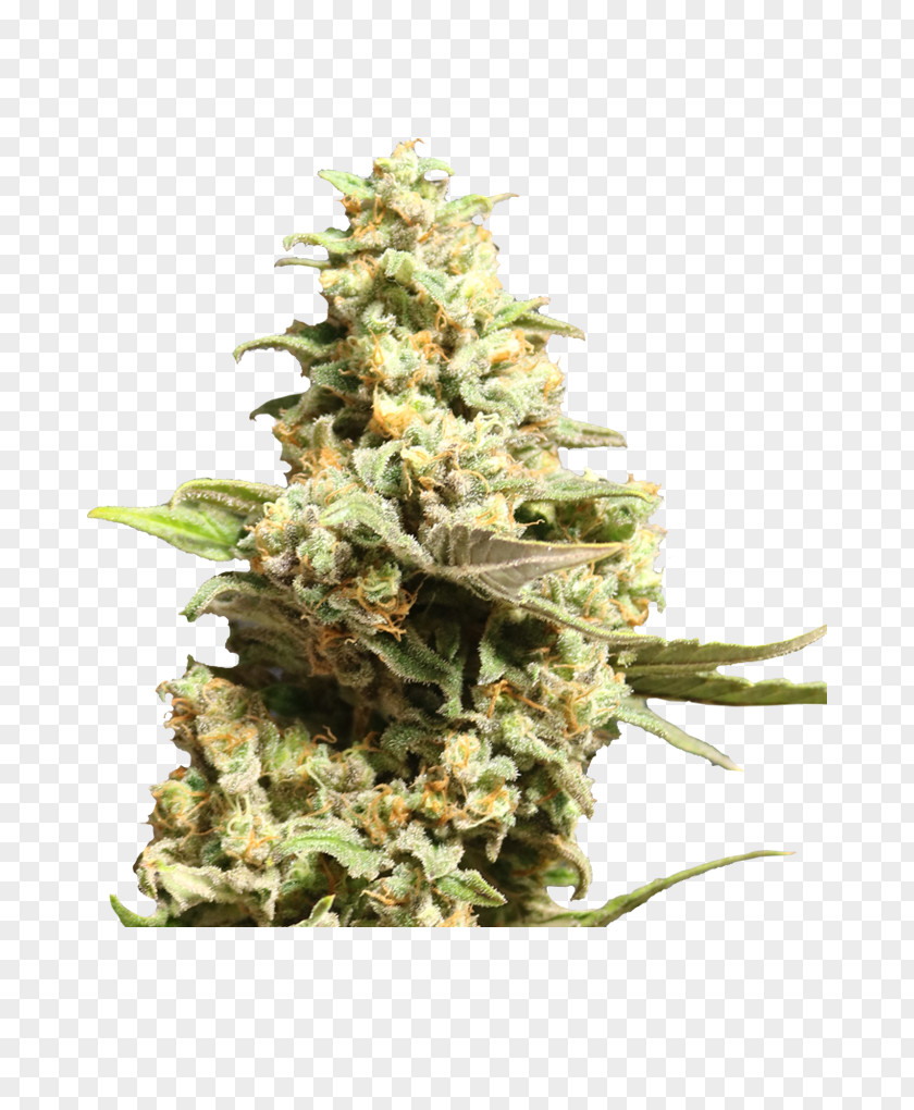 Flower Seeds By Francis Kwong Growbarato.net Grow Shop Cannabis PNG