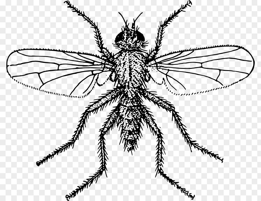 Fly Insect Hymenopterans Clip Art PNG