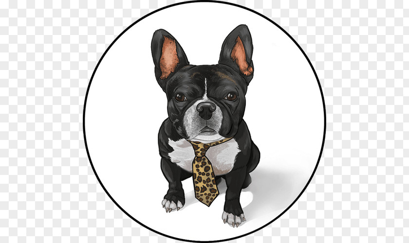 Frenchie Boston Terrier French Bulldog Toy Dog Breed PNG