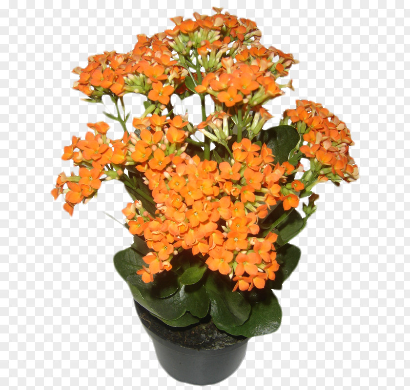 Monstera Cut Flowers Houseplant Flowerpot PNG