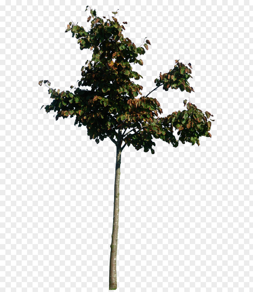 Tree Twig PNG