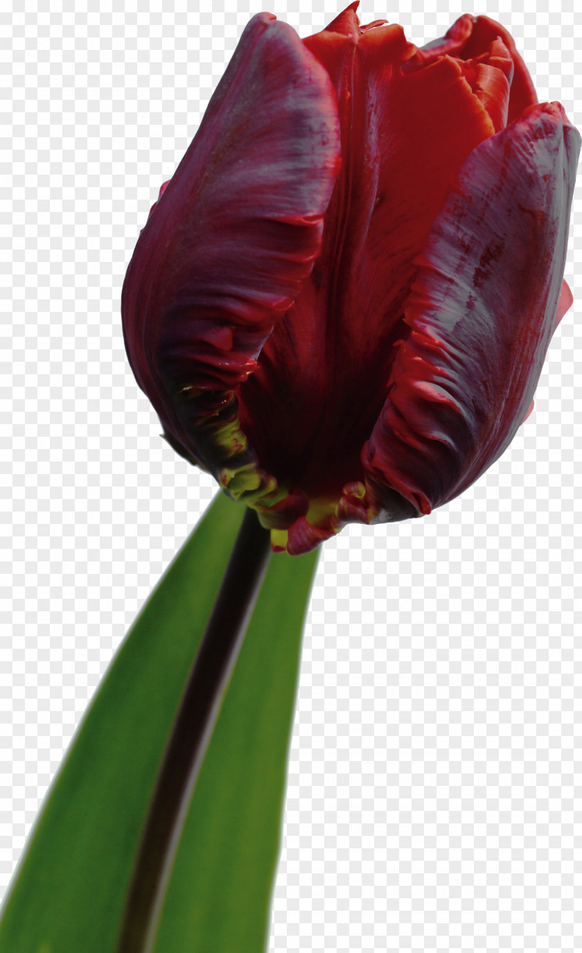 Tulip Flowering Plant Hippeastrum Liliaceae PNG