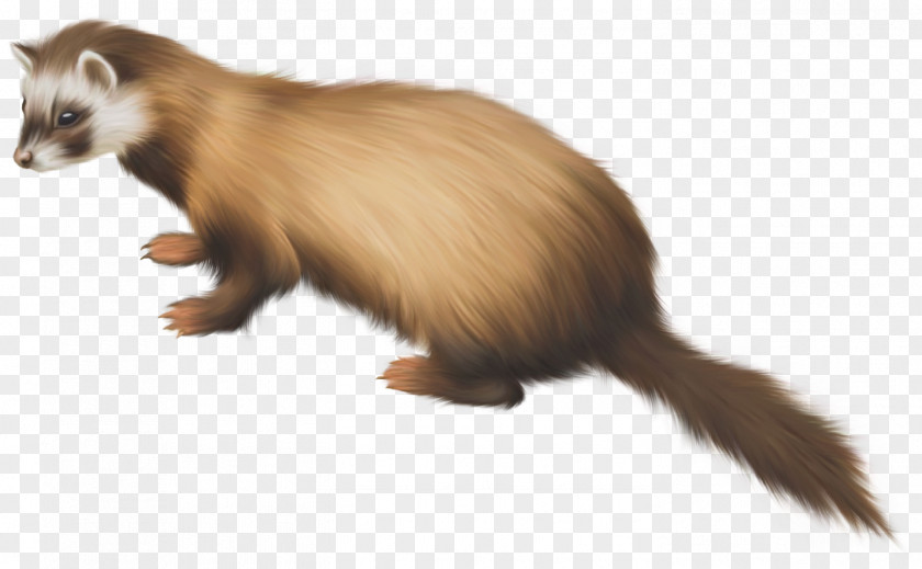 ANIMAl Black-footed Ferret Mustelinae Clip Art PNG