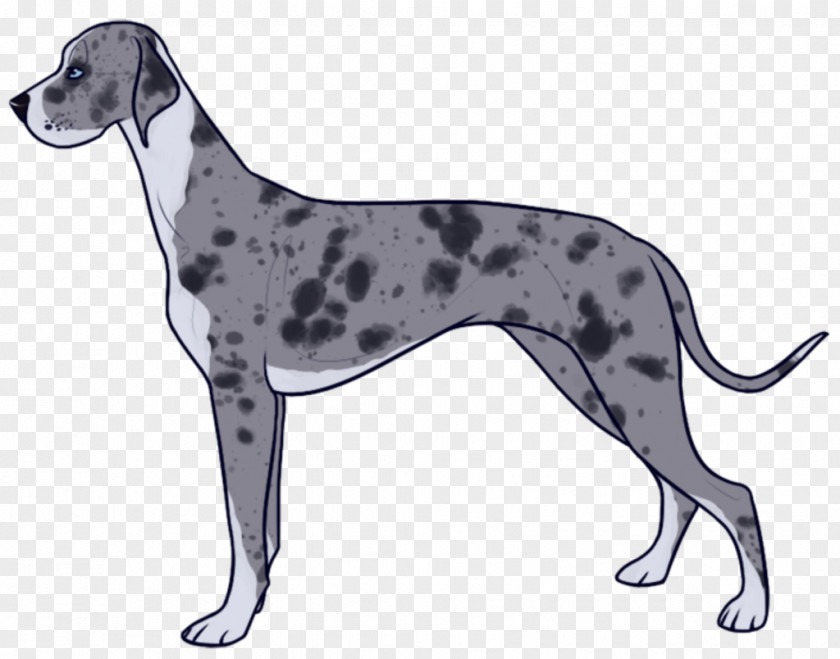 Artificial Insemination Dalmatian Dog Great Dane Italian Greyhound Sloughi Spanish PNG